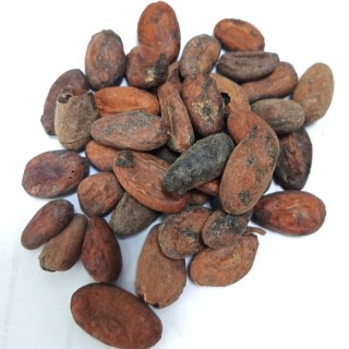 Какао бобы Ghana Premium TM (сырые)